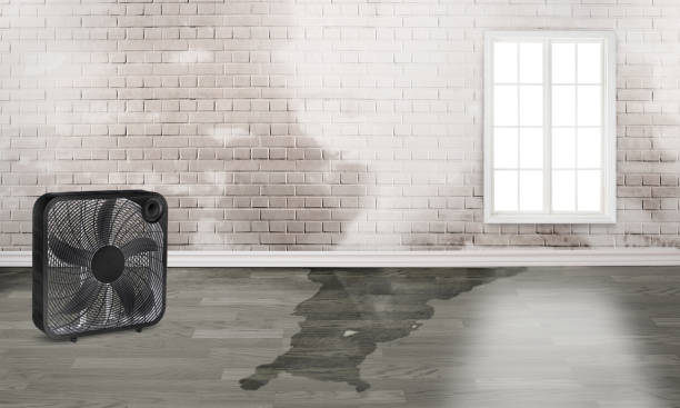 Best Mold removal after water damage  in River Road, WA